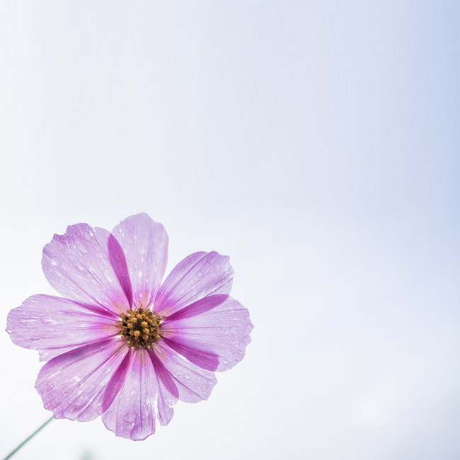 Greeting Cards for friends Electronic card with a purple flower