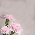 Greeting Cards for friends Postcard with pink carnations