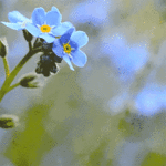 Greeting Cards for friends Electronic animated postcard with forget-me-not