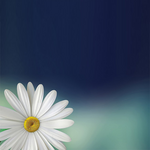 Mother Day Card Postcard with a large daisy
