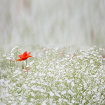 Greeting Cards for friends Electronic card with white flowers