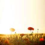 Greeting Cards for friends E-card with a field of poppies drowning in the sun