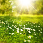 Greeting Cards for friends Electronic postcard with a meadow drowning in sunlight